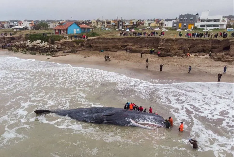 Un cachalote de unos 15 metros murió varado en una playa de Santa Clara del Mar