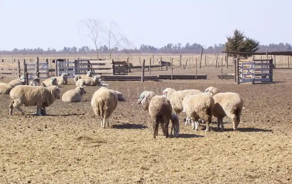 Desafíos claros para la cadena ovina