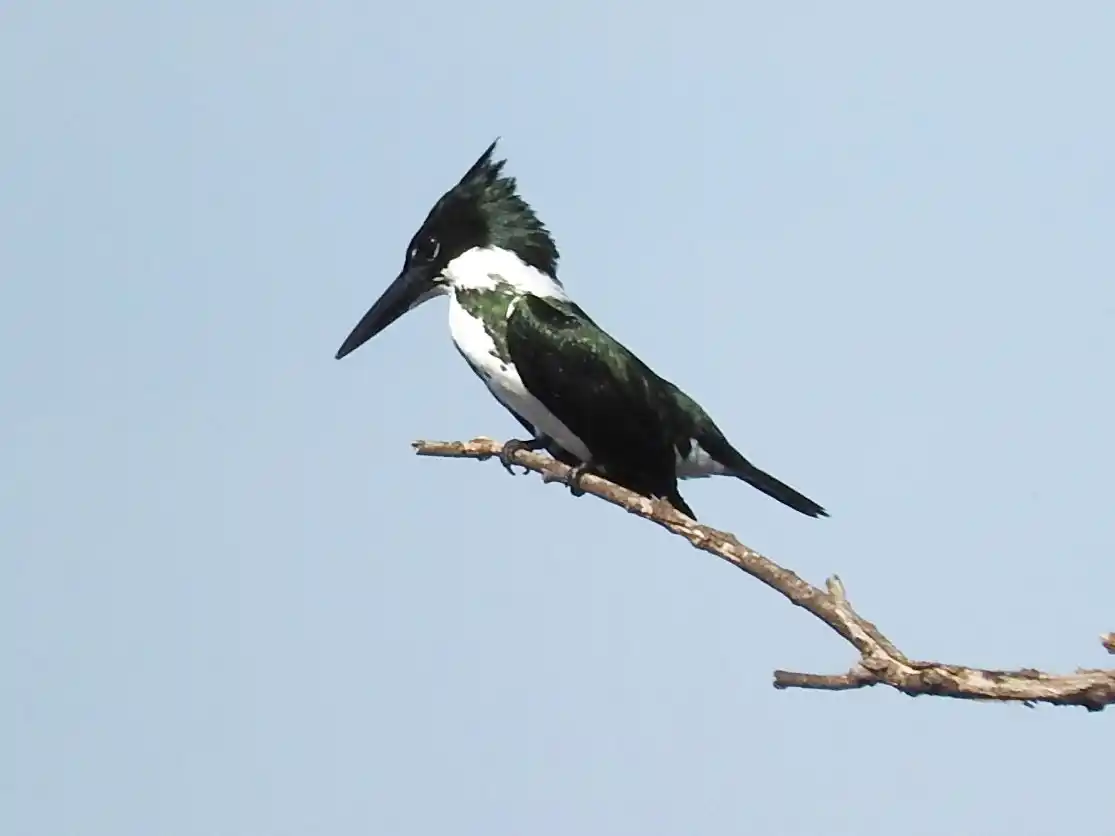 Habitantes de humedales del departamento Concordia