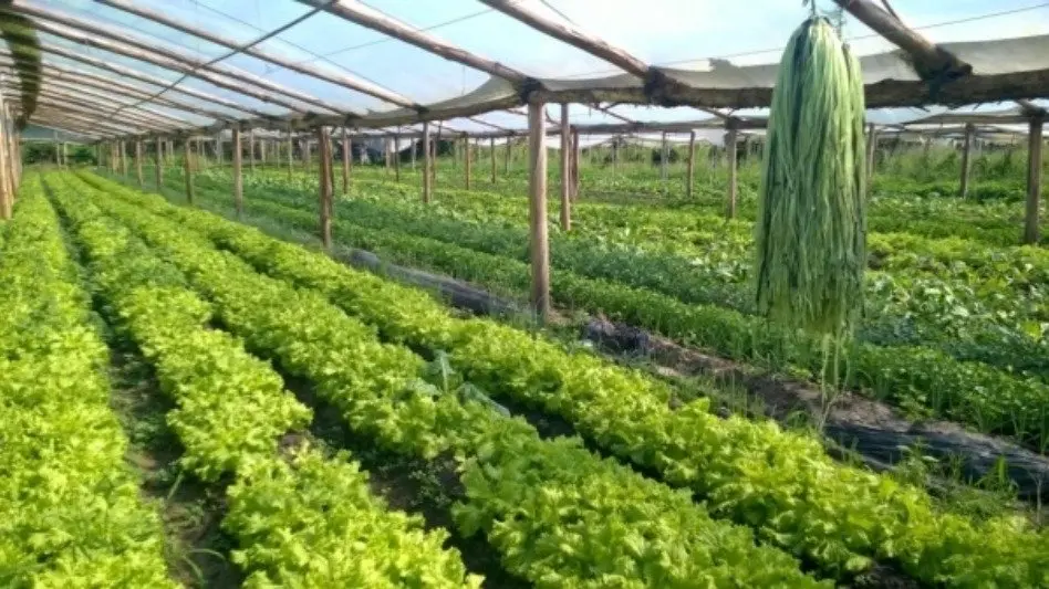 Frutihortícolas: "Este temporal afectó a la producción de acelga, lechuga y morrón"