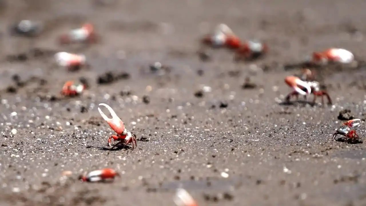 Cangrejos Violinistas