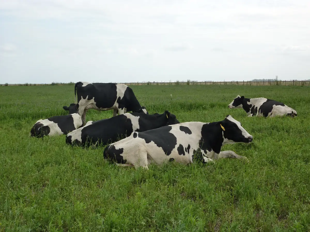Denuncian reiterados robos de vacas lecheras de un campo