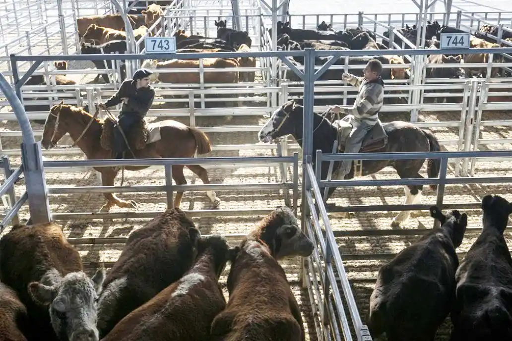 Sin plata, la gente compra menos carne y los valores  de la hacienda en pie bajan otro 20 % antes de fin de año