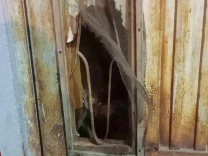 Bomberos lograron liberar al felino.