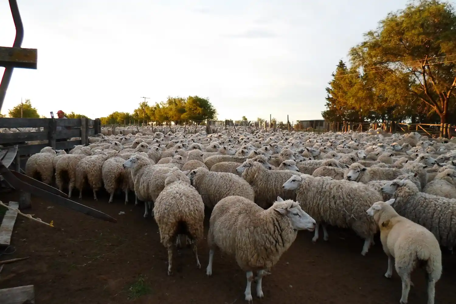 Diputados aprobó declarar de interés las actividades ovina y caprina en Entre Ríos