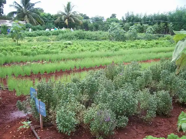 Los agroquímicos, el daño del suelo y la agroecología