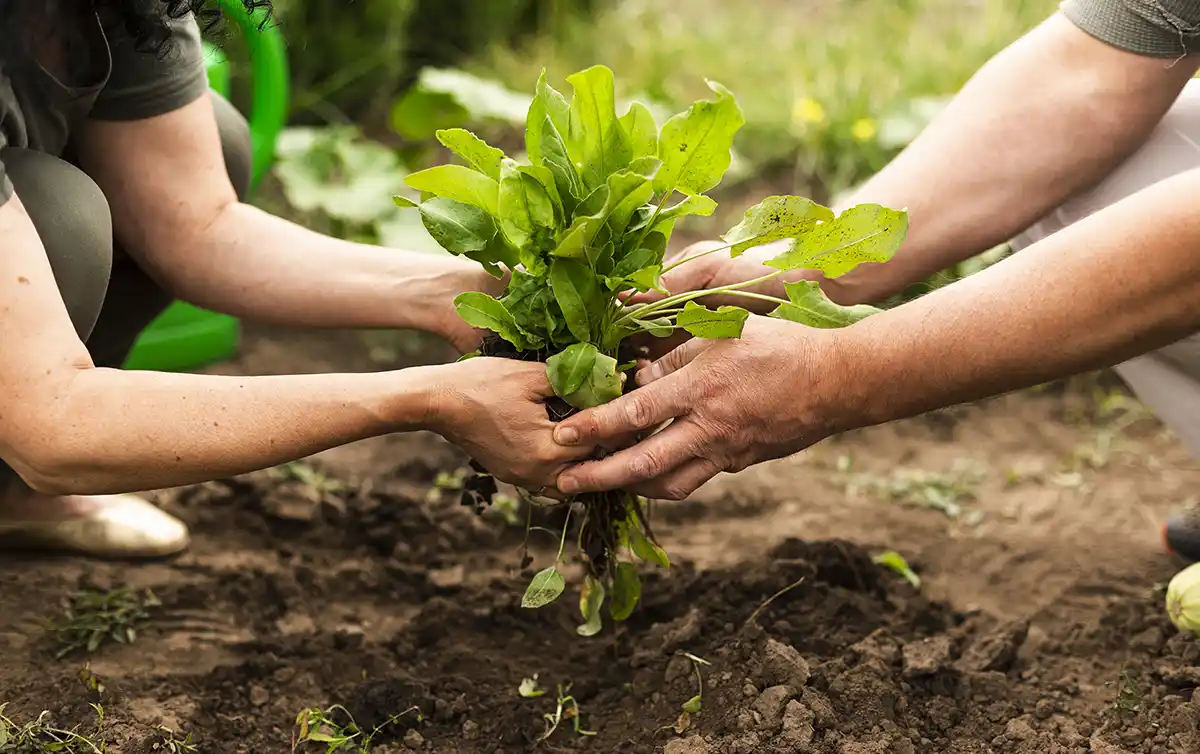 Agroecología: una oportunidad de transformación integral