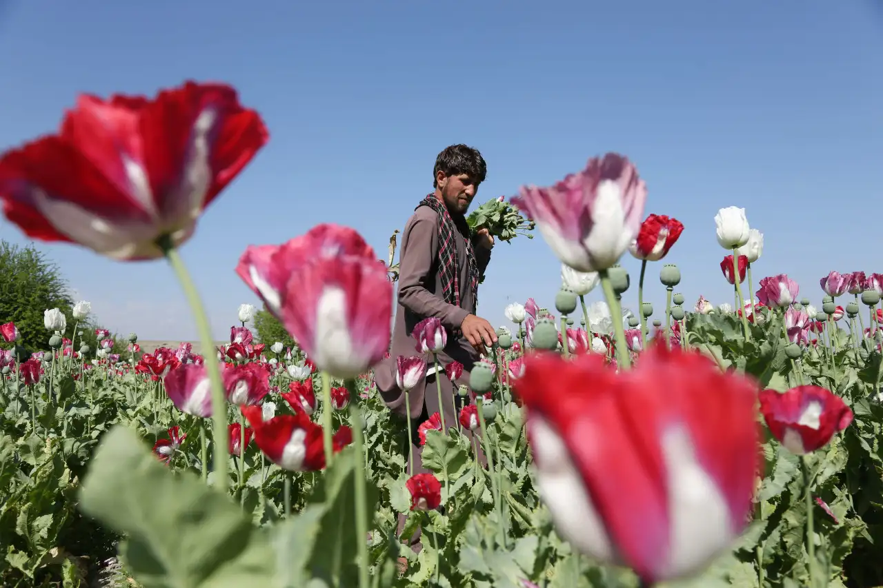 Aumentan los cultivos de opio en Afganistan por el conflicto