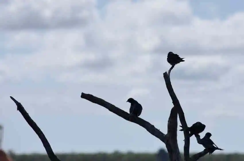 Jueves algo nublado con mucha humedad en Rosario