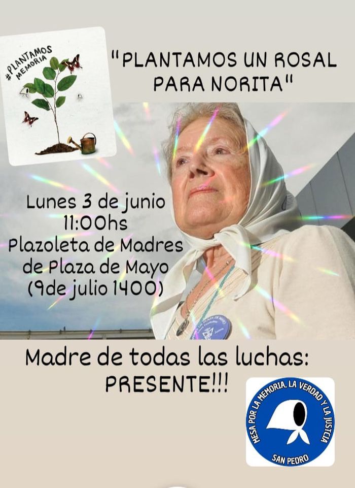 norita cortiñas plantan rosal