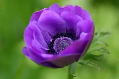 Flores de Otoño