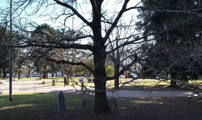 arboles sabias que - 4