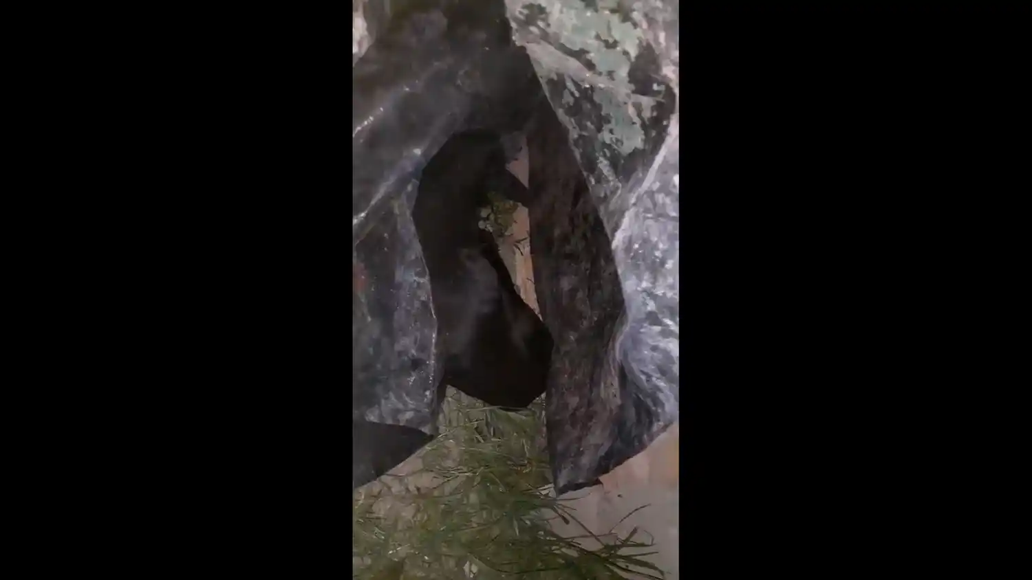 Solucionado: este perrito está moribundo