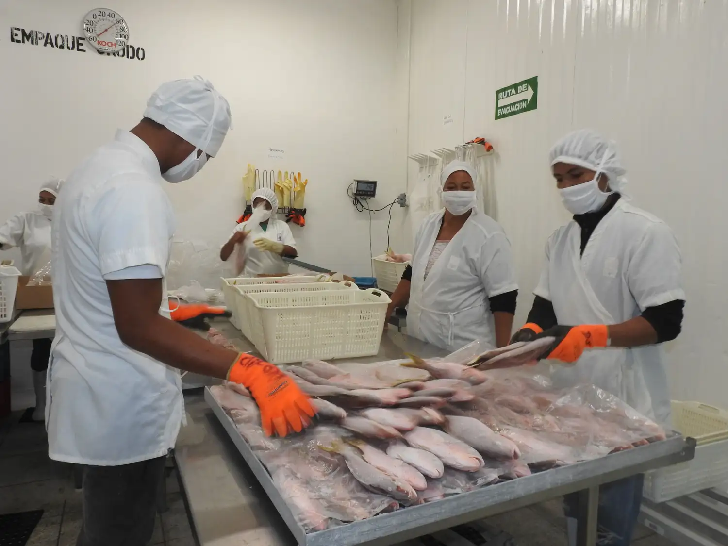 copio de peces