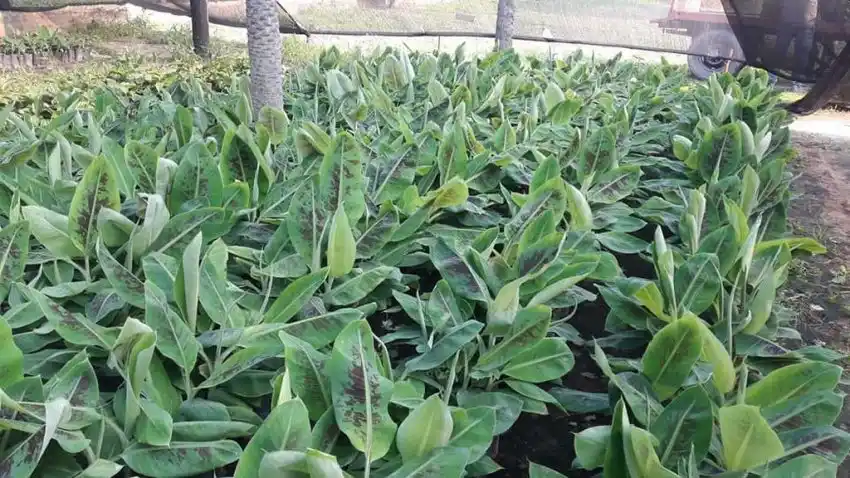 Accionar sin pausas de los CEDEVA