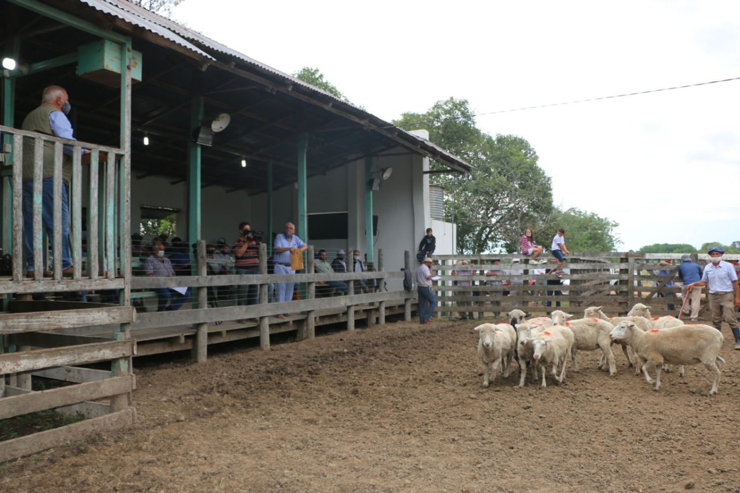 Se desarrolló con éxito el remate de Ovinos más importante de la historia de Urdinarrain
