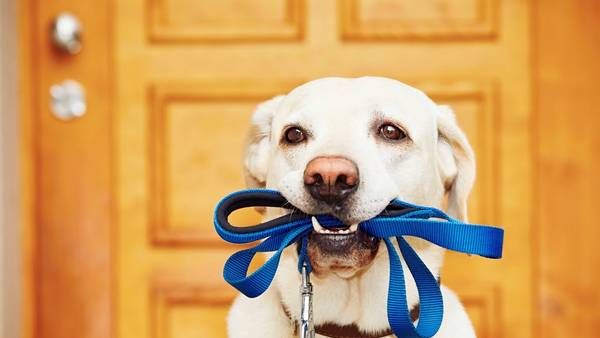 “Efecto Lassie”: tu perro puede ayudarte a estar en forma