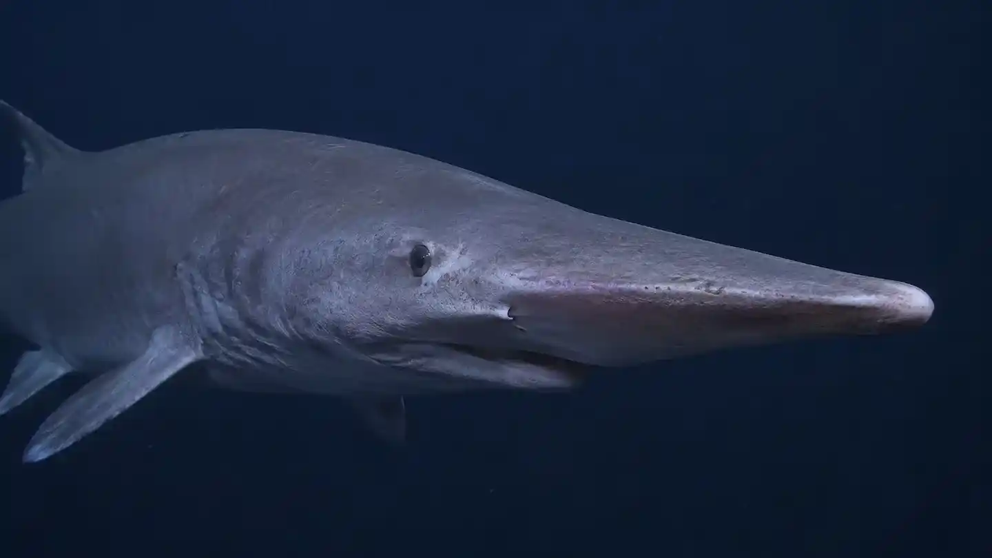 Filmaron por primera vez a un tiburón “duende” vivo en su hábitat natural