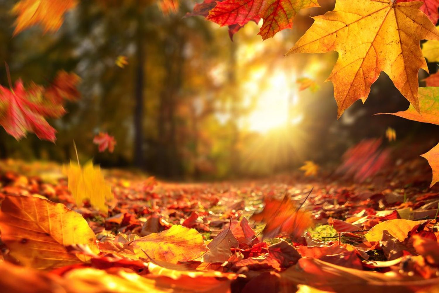 Equinoccio de Otoño 2022: cuándo es y qué hora será en Argentina