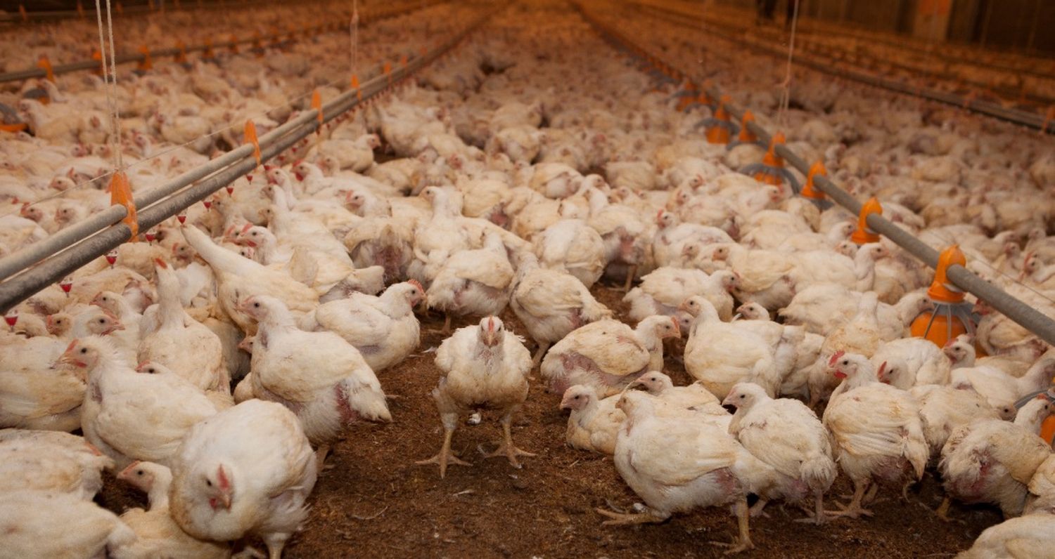 Argentina refuerza los controles ante brote de Influenza Aviar en una granja comercial de Brasil