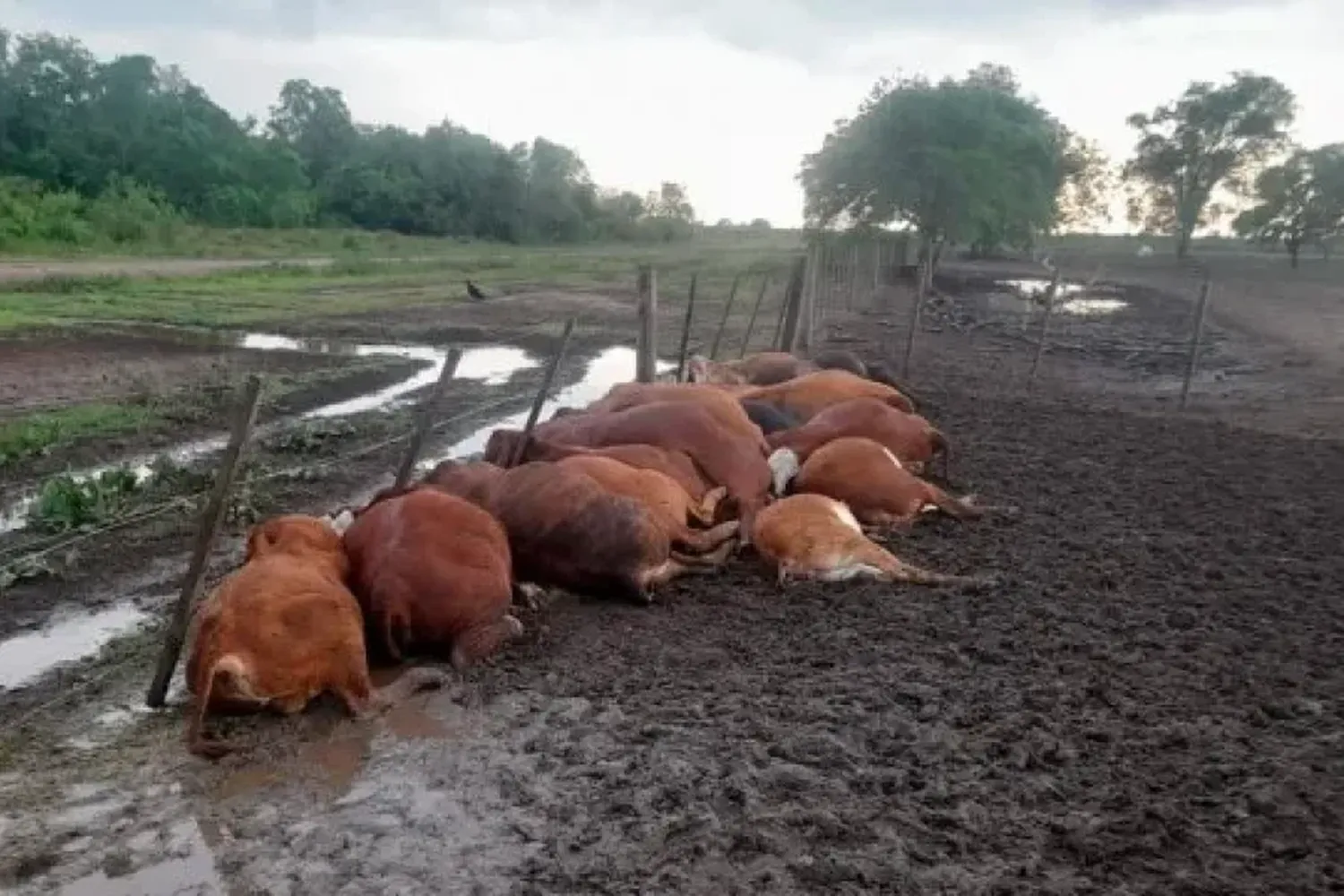 Dolorosa pérdida: un rayo mató a 65 terneros en un corral