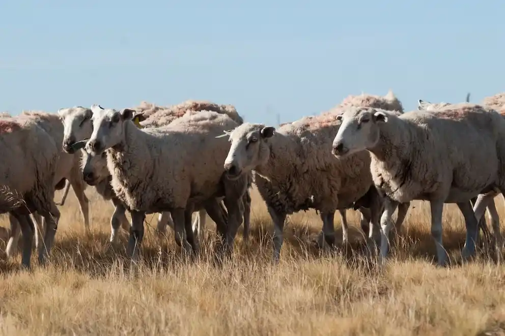 La Argentina suma a Marruecos como importador de carnes ovinas y caprinas
