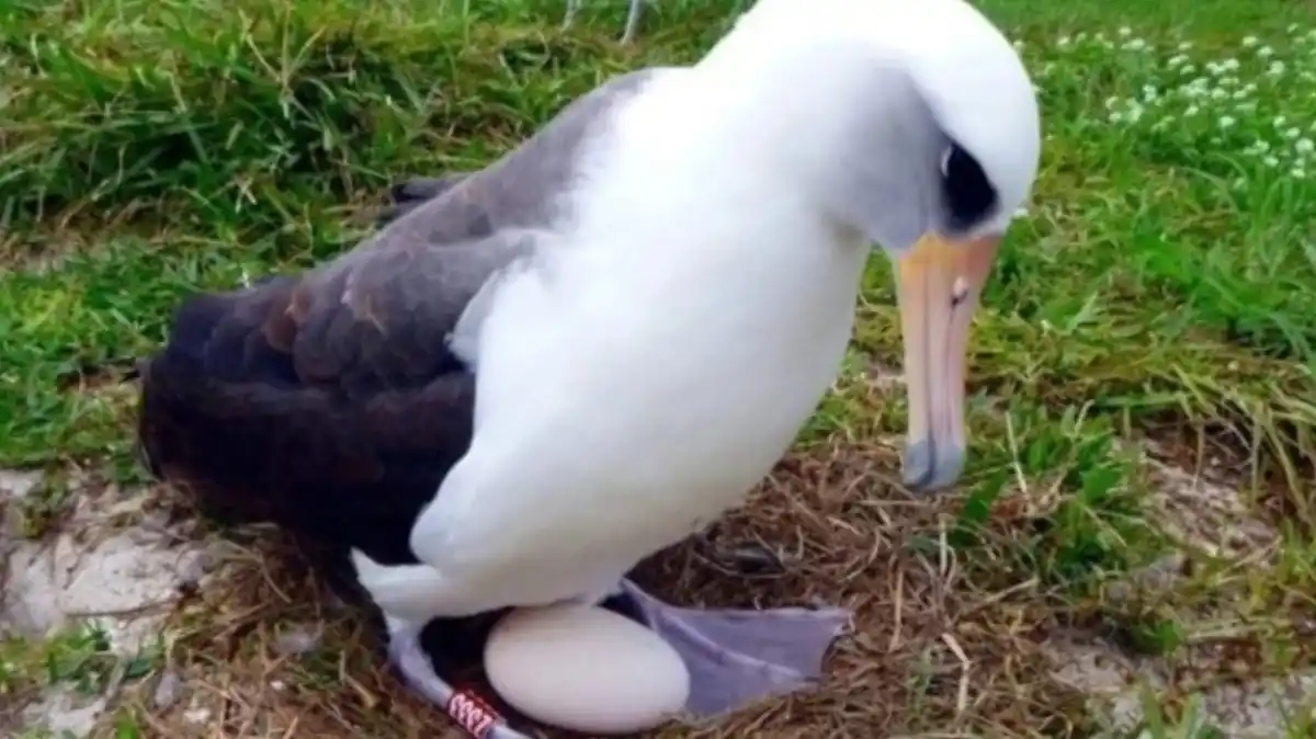 El ave salvaje más vieja del mundo puso un huevo a los 74 años