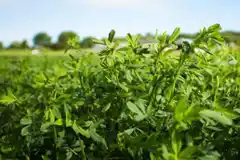 Aconsejan monitorear lotes ante la presencia de plagas de otoño