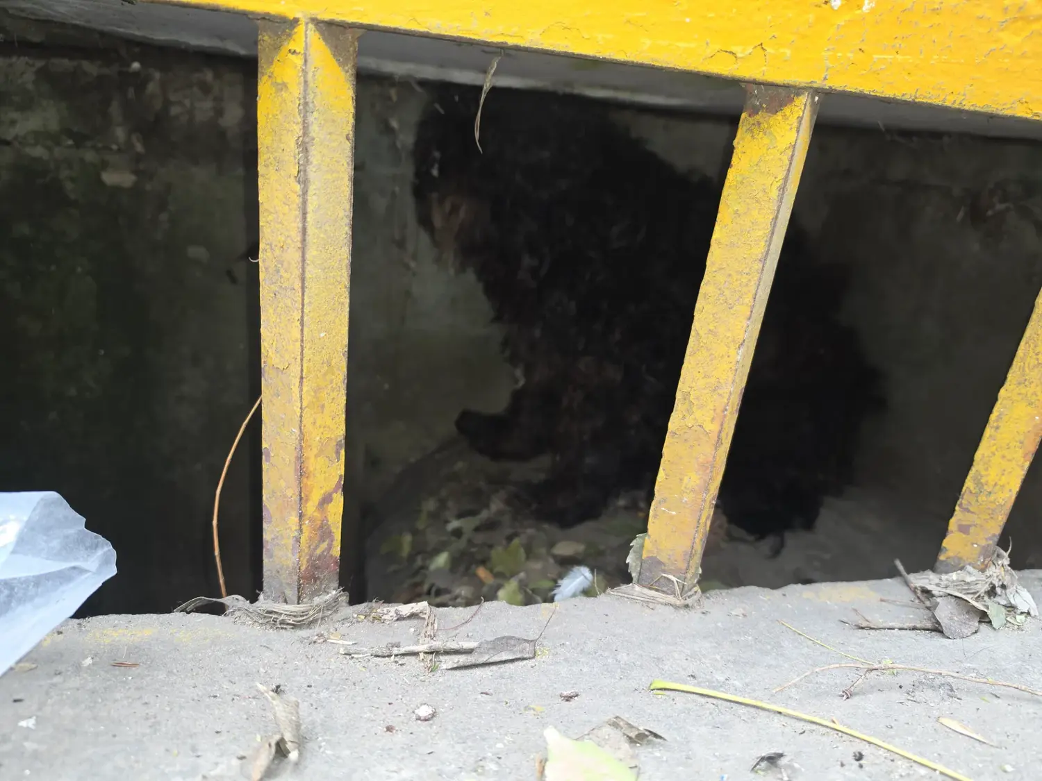 Rafaela: Rescataron a un perro que había quedado atrapado en una boca de tormenta
