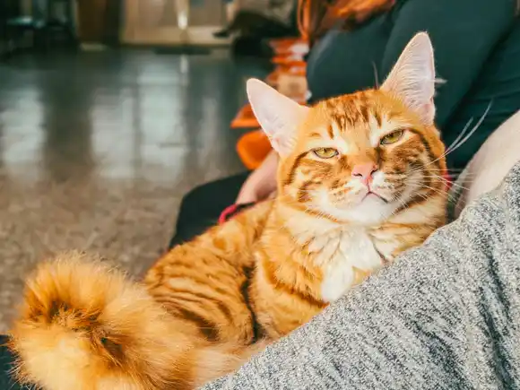 Nueva semana de castraciones y vacunación gratuita para perros y gatos en General Pueyrredon