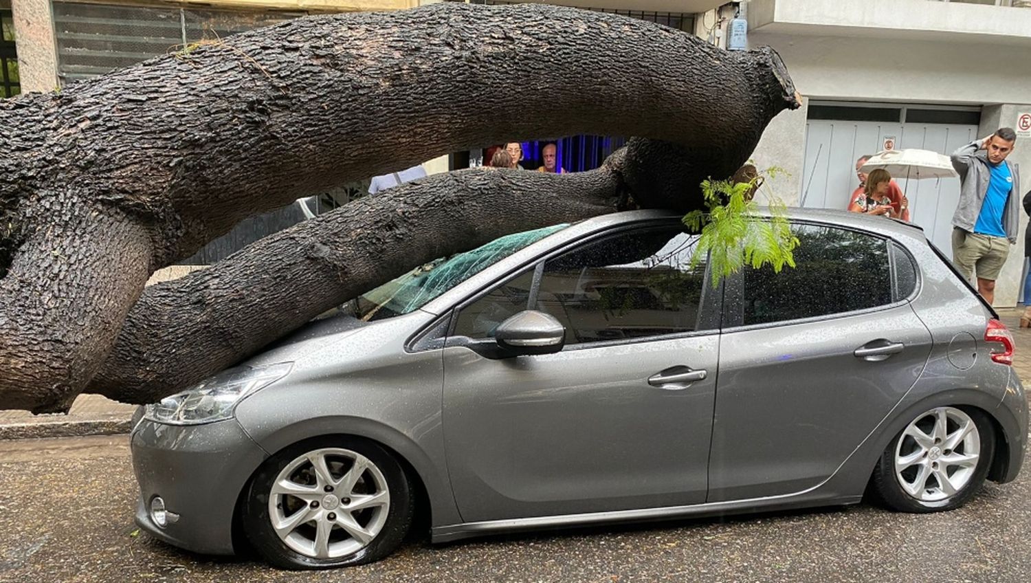 Consecuencias de la tormenta: árboles caídos y una mujer herida