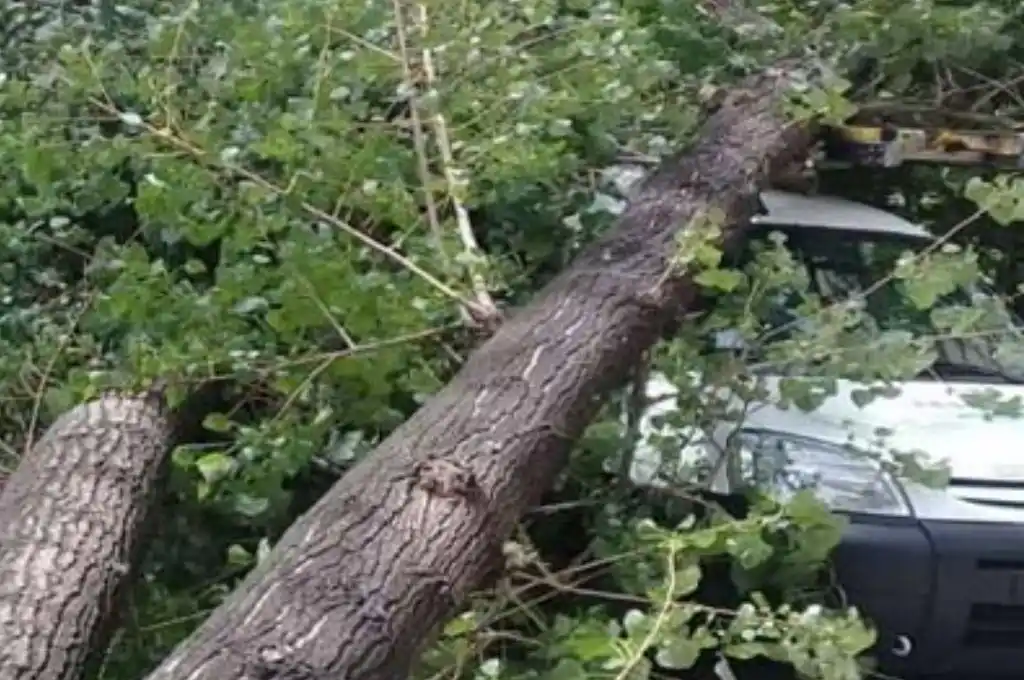Barrio Constituyentes: un árbol cayó sobre su auto y se salvó de milagro