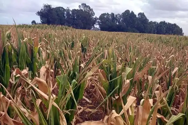 Por la sequía, la soja y el maíz sólo rendirían un 50% esta temporada