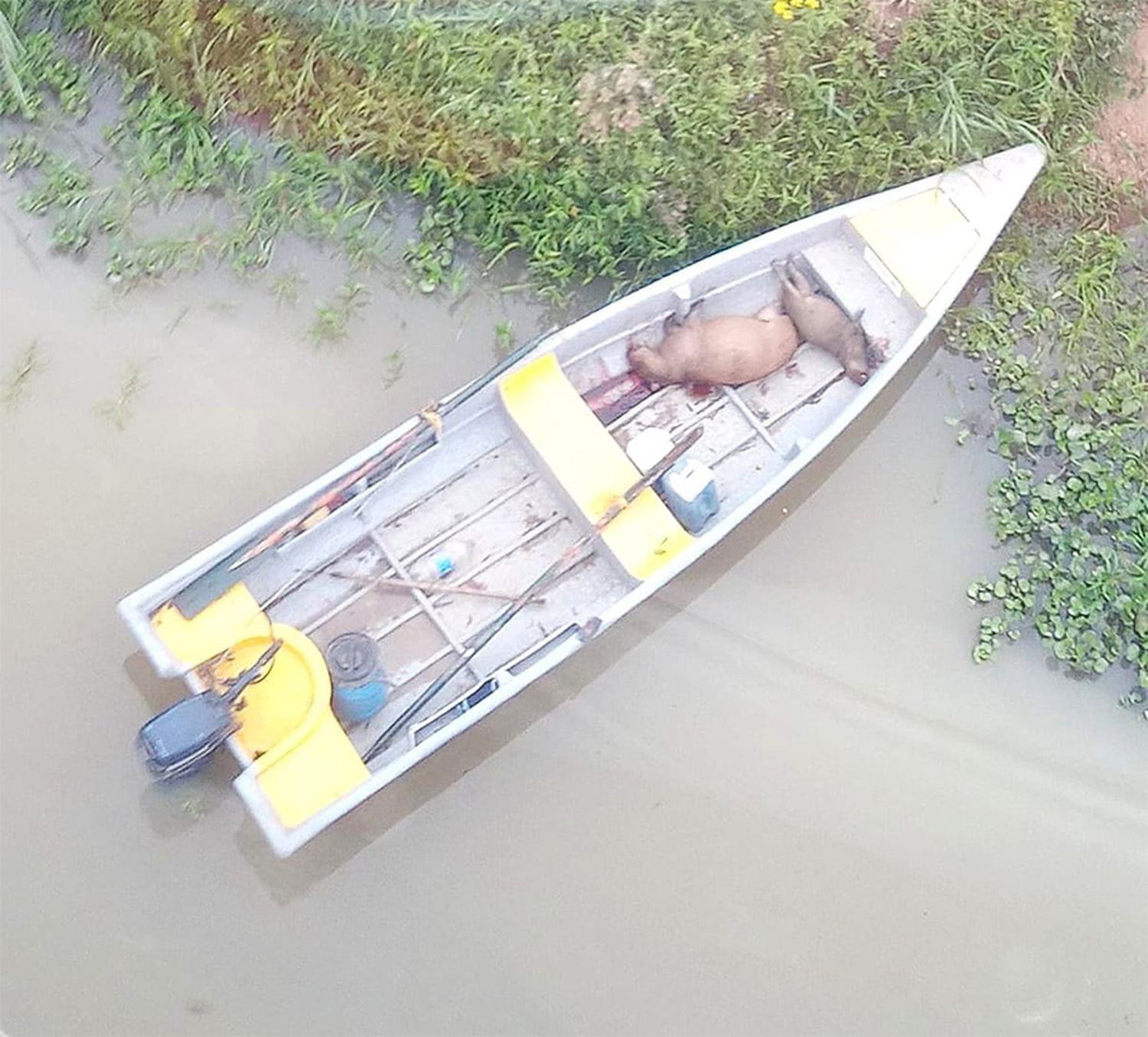 La foto que acompaña esta nota evidencia cómo son trasladados los animales que se dan muerte en las islas. La toma aérea se realizó en el interior del humedal, “en la boca de isla El Tigre, donde hay una laguna con el mismo nombre, en la zona de sección Primera de Islas”.