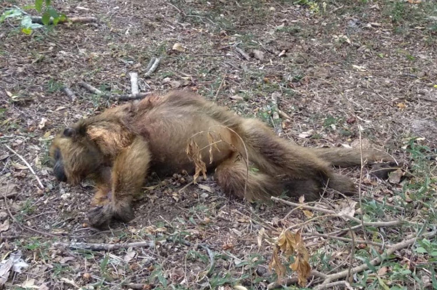 Mataron a balazos a dos monas Carayá en un sitio Ramsar de Reconquista