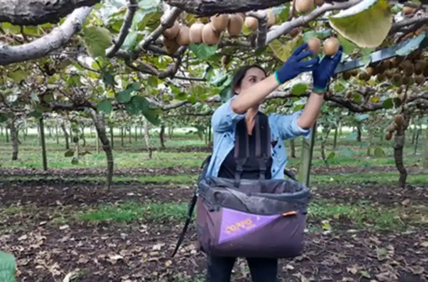 Planifican una campaña para aumentar el consumo de kiwi en Mar del Plata