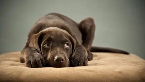 Mascotas: consejos para protegerlas durante las fiestas