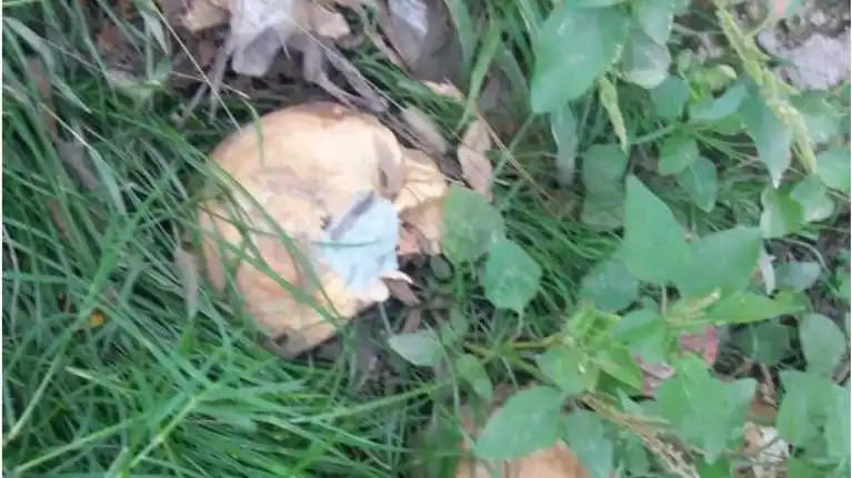 Mendoza: encontraron tres cráneos en Guaymallén