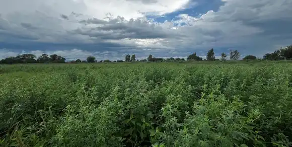 Perspectiva agroclimática: lluvias focalizadas y temperaturas extremas en gran parte del país