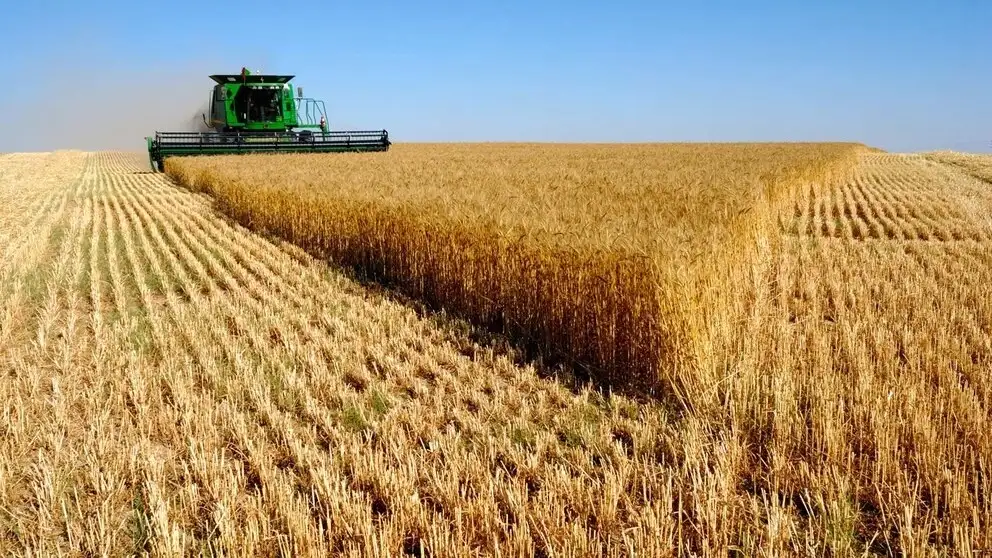 Los análisis de suelo, la fertilización dirigida y los cultivos de cobertura permiten recuperar los suelos degradados de los campos de la región pampeana