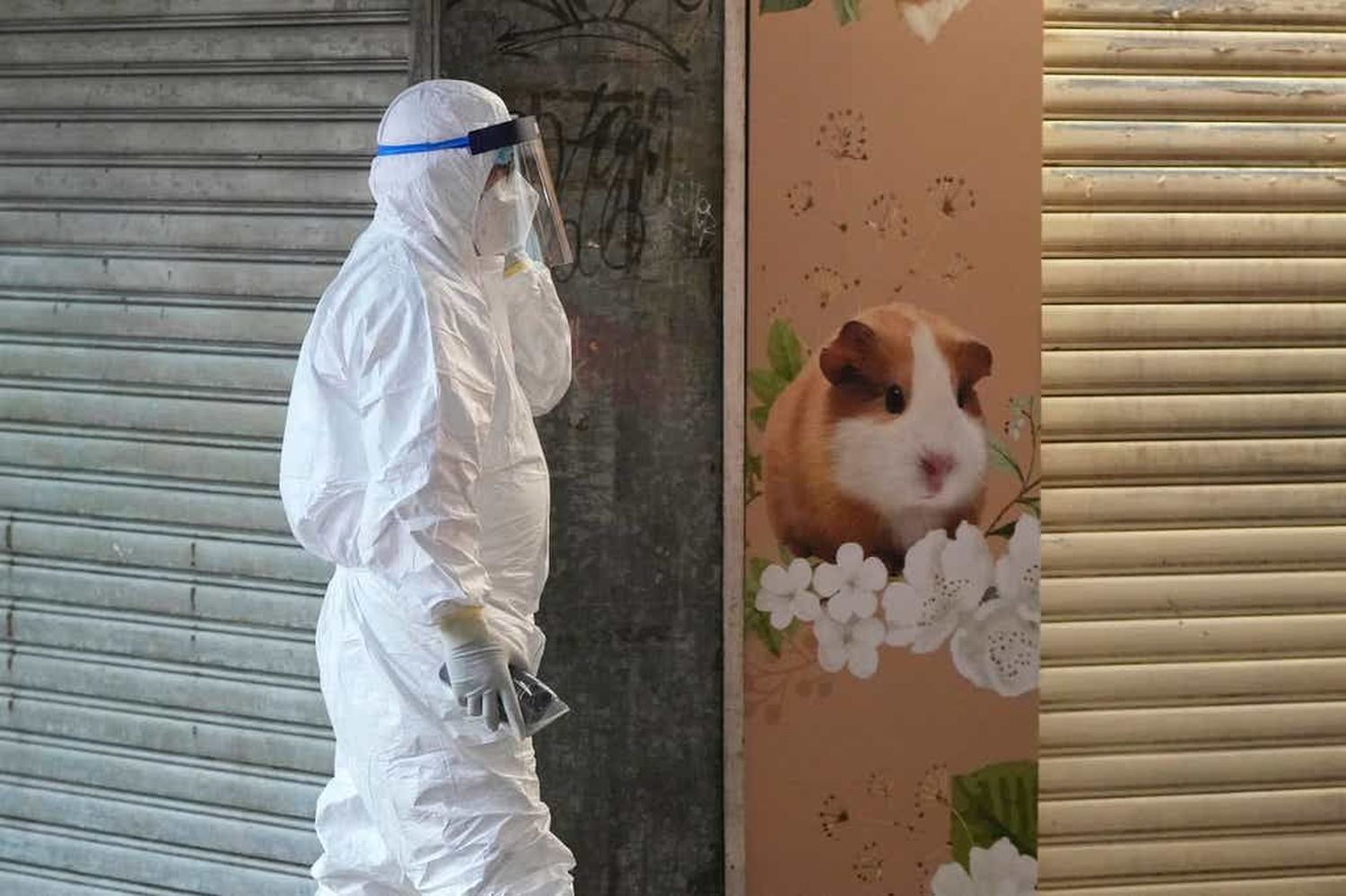 Hong Kong sacrificará 2.000 hámsters por un brote de Covid-19