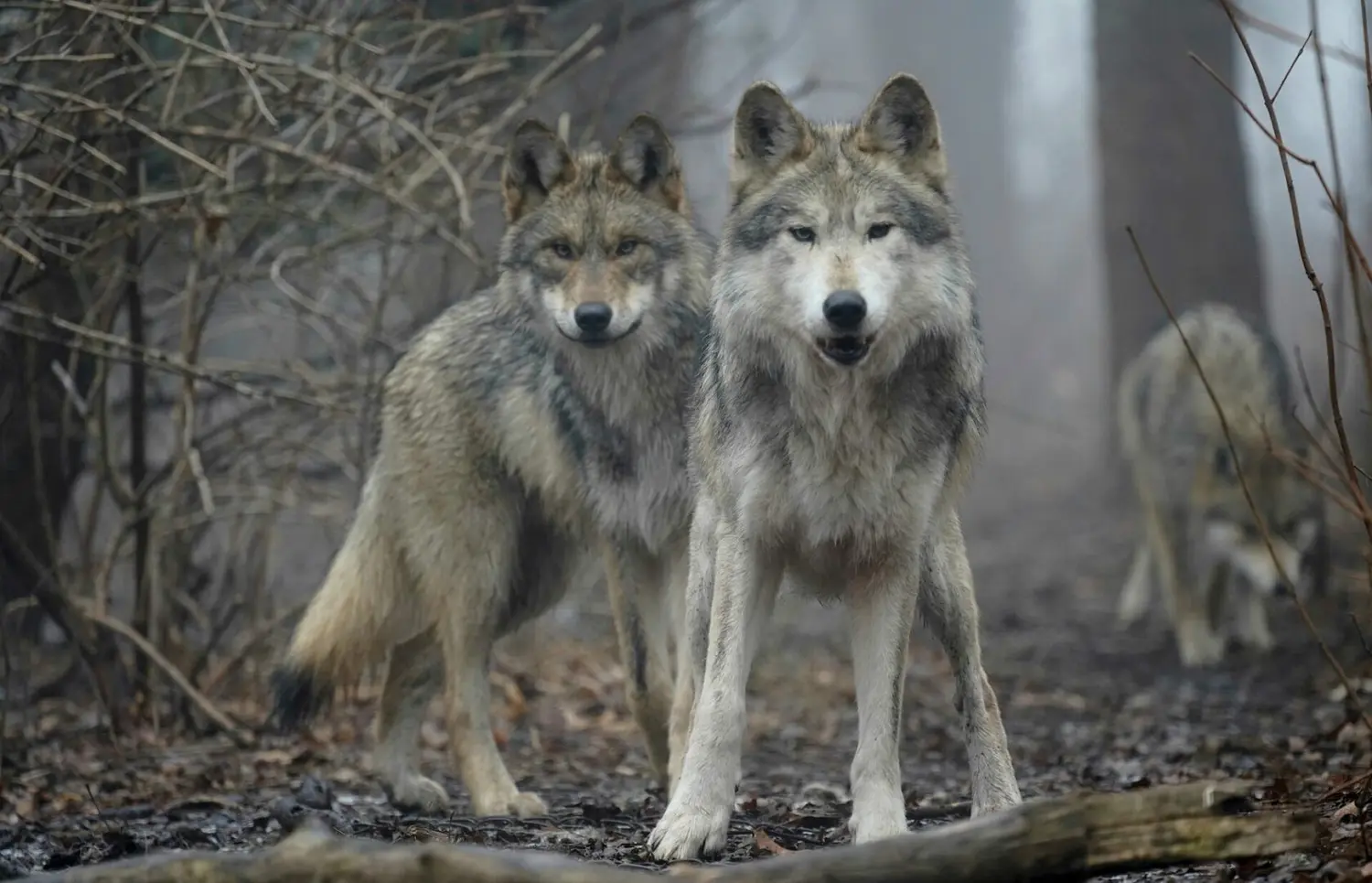 Así son los LOBOS GRISES ¡Impresionantes!