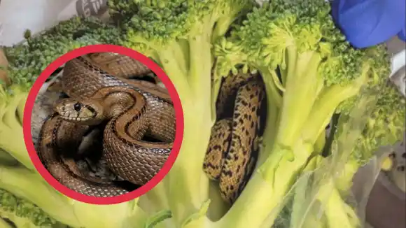 Serpiente dentro de un brócoli ¡Aterrador!