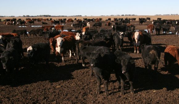 Los feedlots, la seca y su impacto en la dinámica de precios