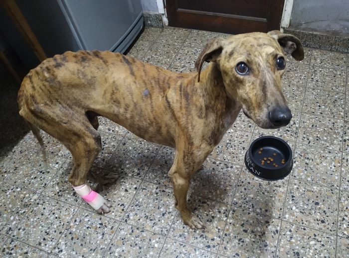Desde MascoTandil solicitan colaboración para sanar a un galgo