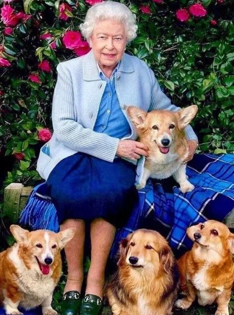 reina perros - 1