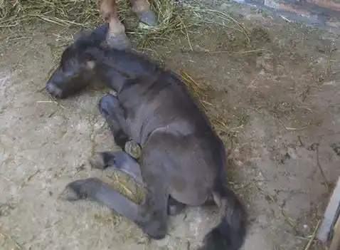 Cañuelas: Potrillo recién nacido murió por miedo a la pirotecnia