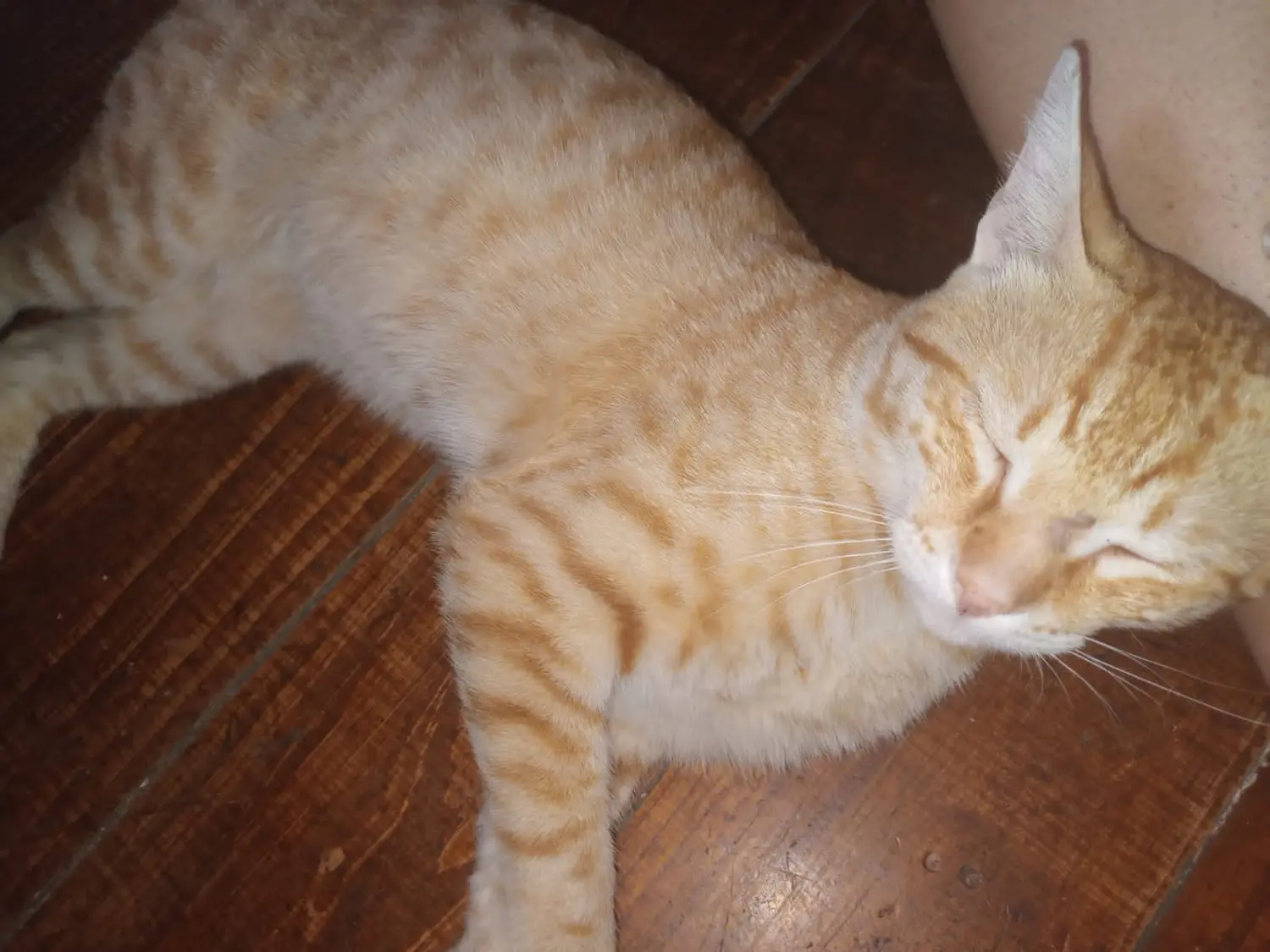 Mascotas: buscan a Magnus