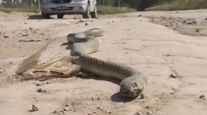 Bahía Blanca: Regaba las plantas de su casa y se topó con una víbora