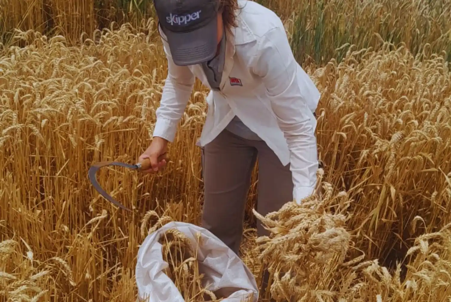 trigo analisis marcos juarez